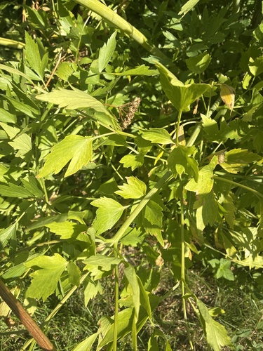 Garden Lovage (Levisticum officinale)