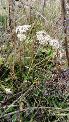 Achillea millefolium