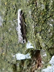 Erechthias fulguritella