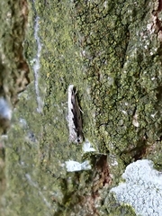 Erechthias fulguritella