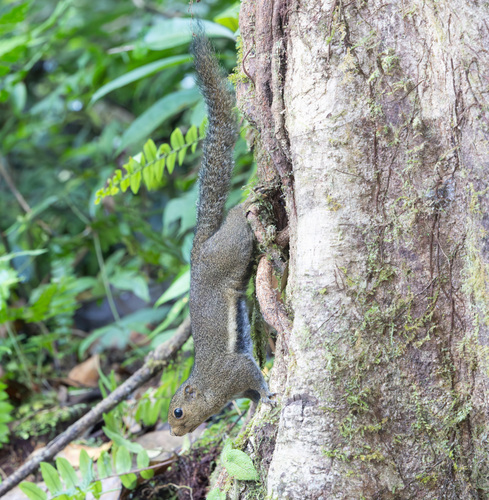 Black-striped Squirrel