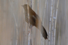 Bradypterus baboecala