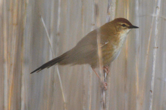 Bradypterus baboecala