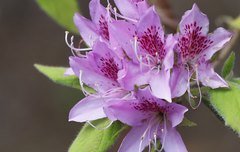 Rhododendron macrosepalum