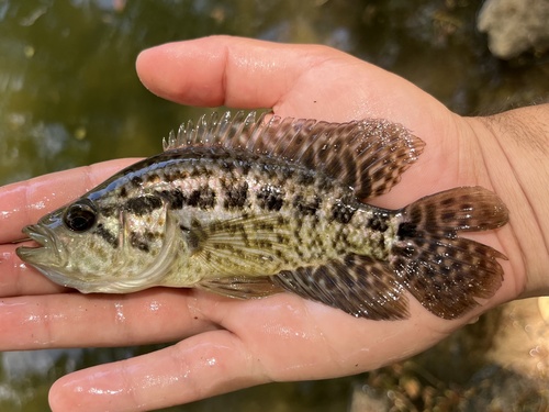Parachromis managuensis, 2025-08-26