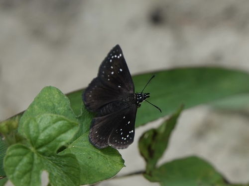 Common Sootywing photo 4