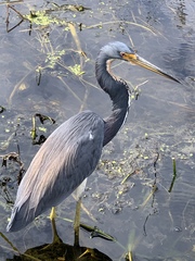 Egretta tricolor image