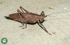 Meroncidius flavolimbatus