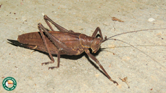 Meroncidius flavolimbatus