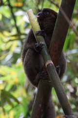 Prolemur simus
