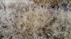 Eragrostis minor