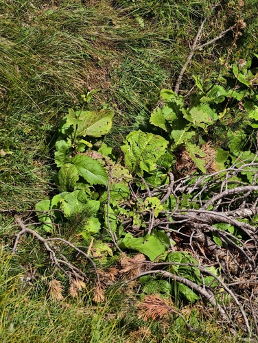 Carnic thistle (Cirsium carniolicum)