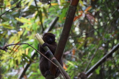 Prolemur simus