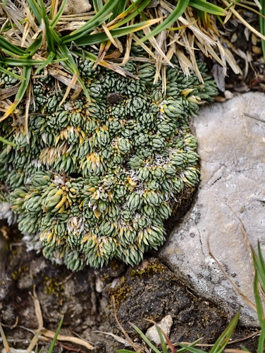 Early White-flowered Saxifrage (Saxifraga burseriana)