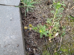 Matricaria discoidea