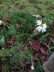 Tripleurospermum inodorum