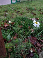 Tripleurospermum inodorum