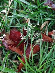 Poa annua