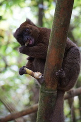Prolemur simus