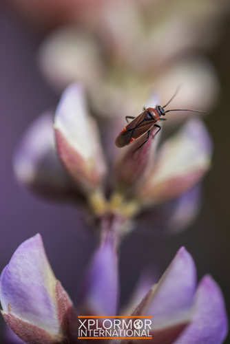 Lopidea nigridia, 2019-05-15