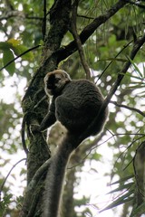 Eulemur rufifrons