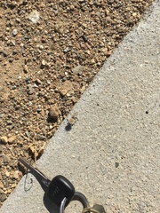 Dasymutilla coccineohirta