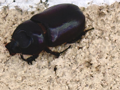 African Rhinoceros Beetle