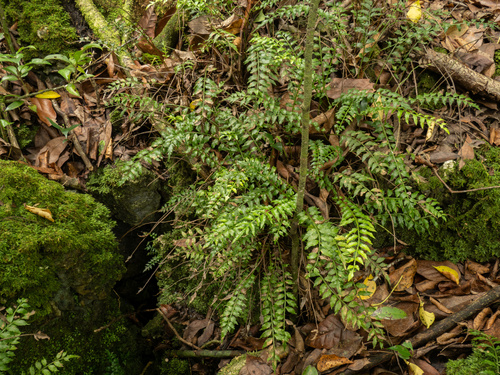 Hollyleaf fringedfern (Lomariopsis kunzeana)