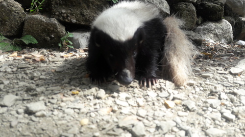 American Hog-nosed Skunk