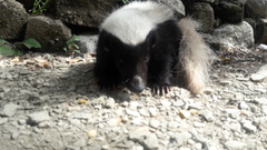 American Hog-Nosed Skunk photo 3
