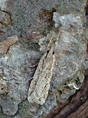 Scoparia chalicodes
