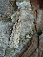 Scoparia chalicodes