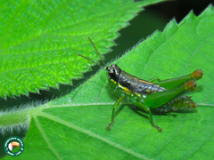 Liebermannacris dorsualis