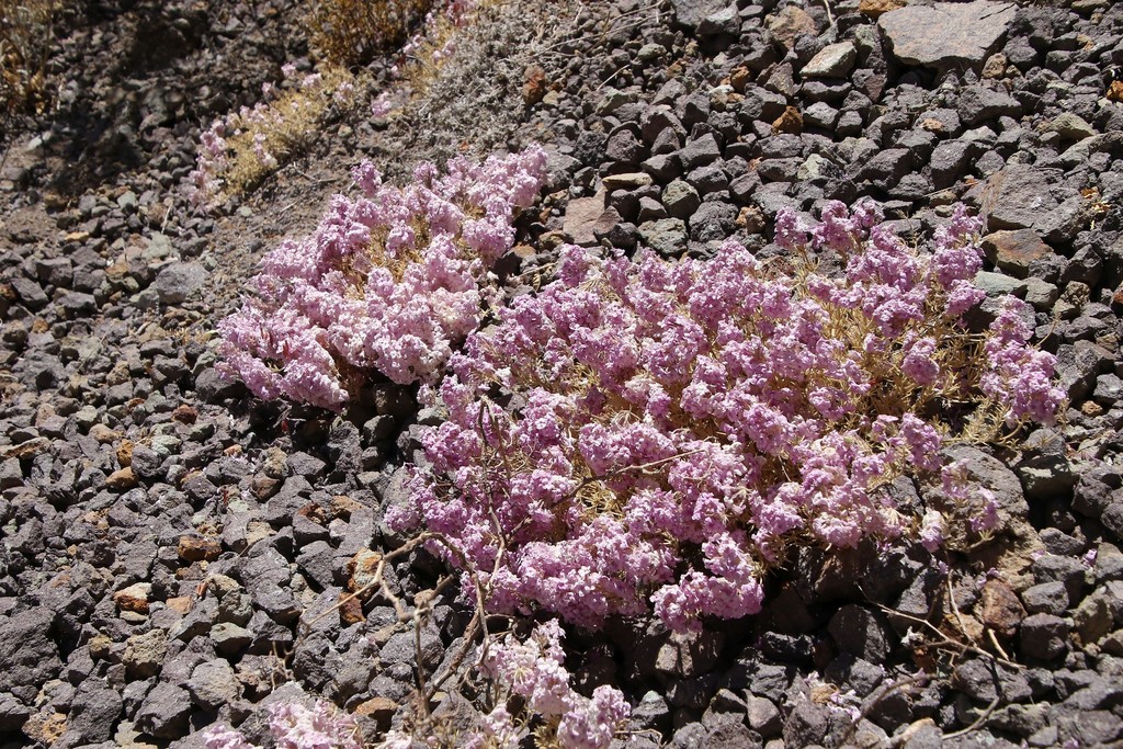 Verbena gynobasis