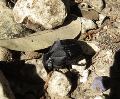 Phanaeus texensis