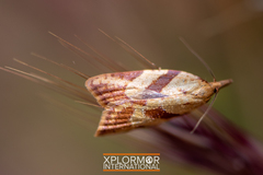 Sparganothis senecionana