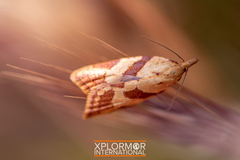 Sparganothis senecionana