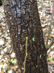 Oxydendrum