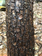 Oxydendrum
