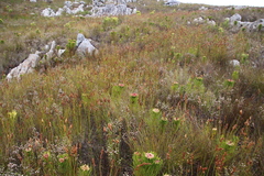 Erica cumuliflora