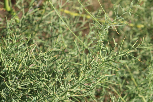 Camel's Thorn (Alhagi graecorum)