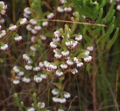 Erica cumuliflora
