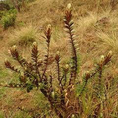Buddleja coriacea