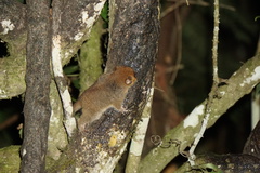 Microcebus rufus