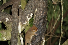 Microcebus rufus