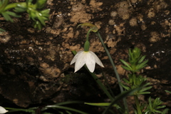 Nicean Snowflake (Acis nicaeensis)