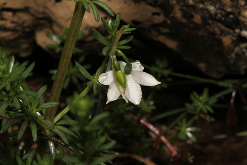 Acis nicaeensis, photograph 1