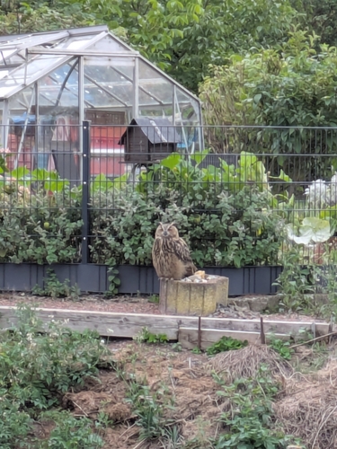 View observation of {o.common_name} on iNaturalist