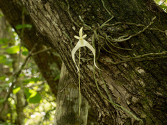 Dendrophylax lindenii, photograph (c) Turner Brockman, some rights reserved (CC BY-SA)