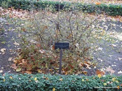 Rhododendron yedoense